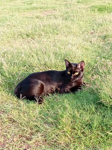 siamese and persian crossbreed 1