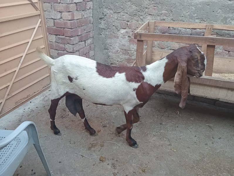 Desi Bakri 1