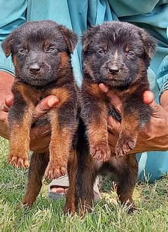 German Shepherd puppies for sale