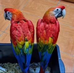 red macaw parrot checks for sale 03351141179 contact WhatsApp number