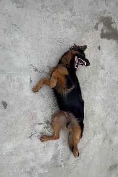 German Shepherd pedigree dog | long coat | dog for sale | GSD