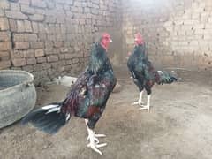 Mianwali Aseel/Aseel For Sale/Murgha or Murghi/Hen For Sale