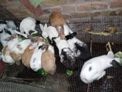 Desi Rabbits for sale age 6 months price 1000