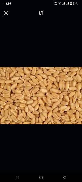 Wheat (Gandam) for sale in lahore