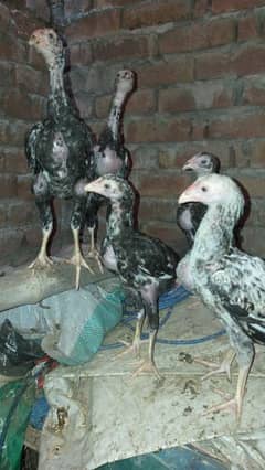 Aseel Thai cross chicks available