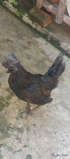 ayam