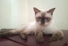 siamese cat