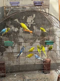 12 Australian Parrots For Sale with 2 Cages Urgent sale