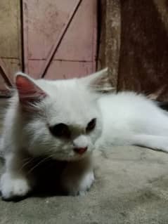 for sale cat male