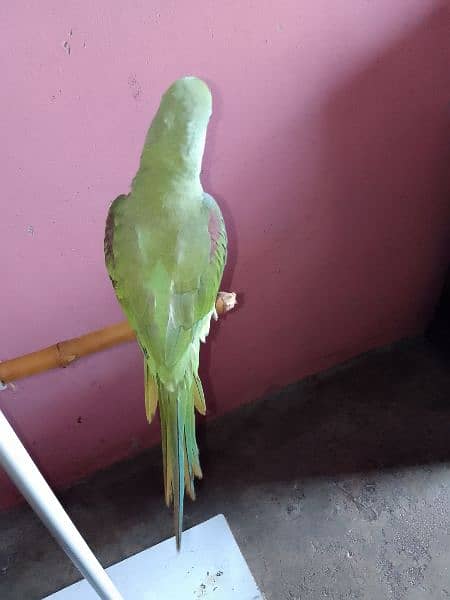 pahari parrot 8