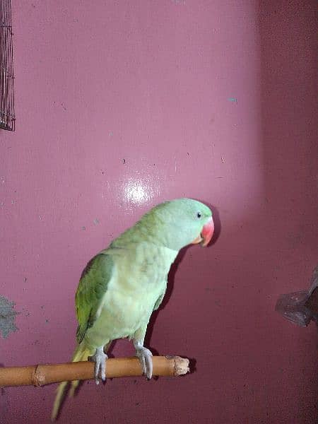 pahari parrot 9