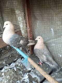 Chua Chandan Breeder Pair Fancy Pigeon Kabutar