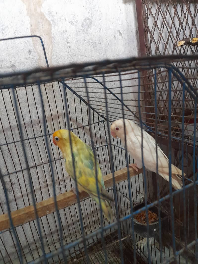 Ready to breed parrot  2