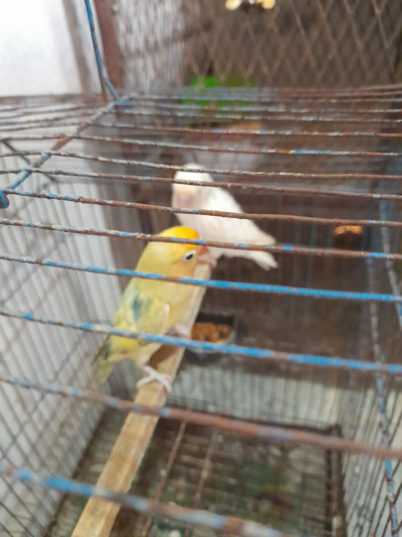 Ready to breed parrot  3