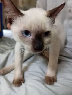 Siamese cats pair for sale contact no 03707407401