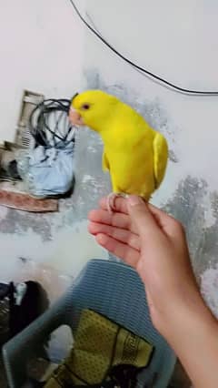 yellow ringnek hand tame bolta ha