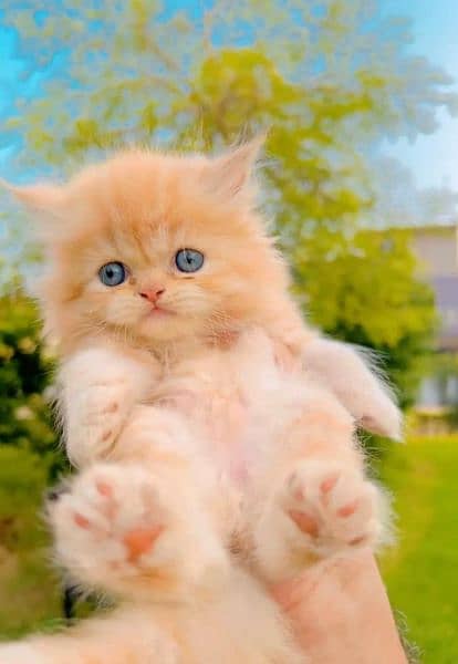 Persian kitten | Persian cat | extreme Punch | doll face | triple coat 9