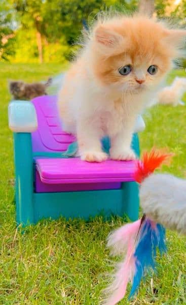 Persian kitten | Persian cat | extreme Punch | doll face | triple coat 15