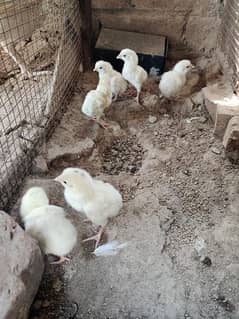 Heera chicks