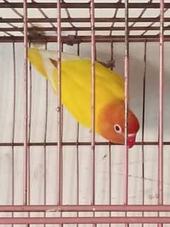 Love birds Parsanata Red Eye For Sale