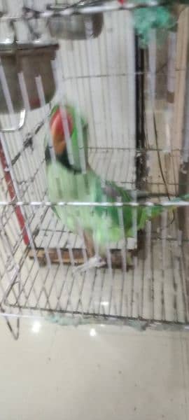 hand tame raw parrot age 1 year gani bhe agai ha nick par full gani 5