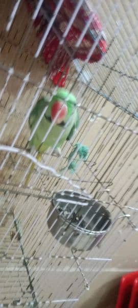 hand tame raw parrot age 1 year gani bhe agai ha nick par full gani 7