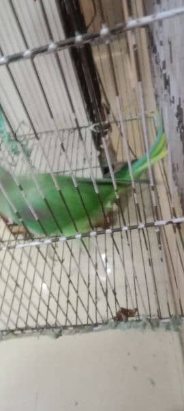 hand tame raw parrot age 1 year gani bhe agai ha nick par full gani 11