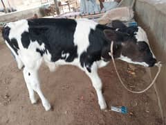 cow baby sale 1 to 2 months