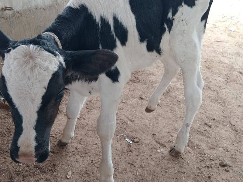 cow baby sale 1 to 2 months 1