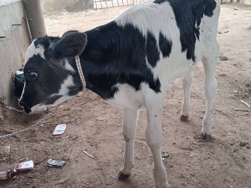 cow baby sale 1 to 2 months 4