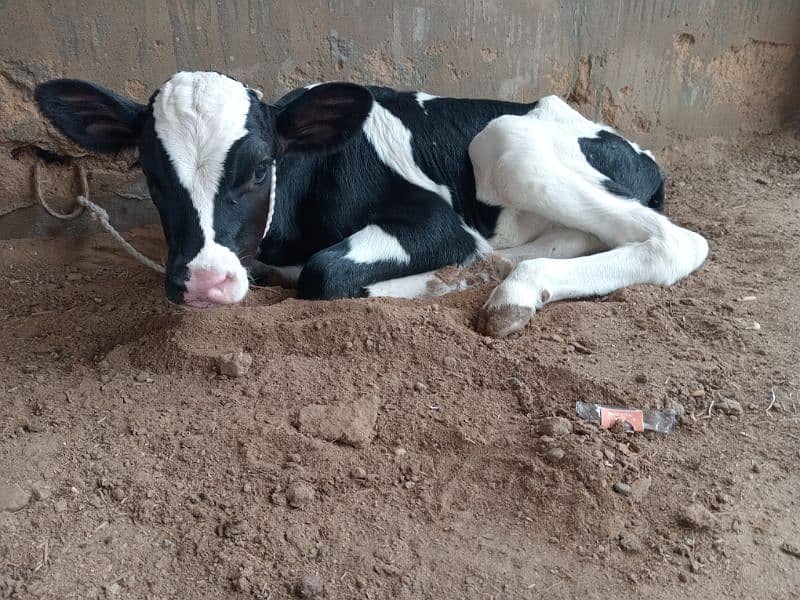 cow baby sale 1 to 2 months 5