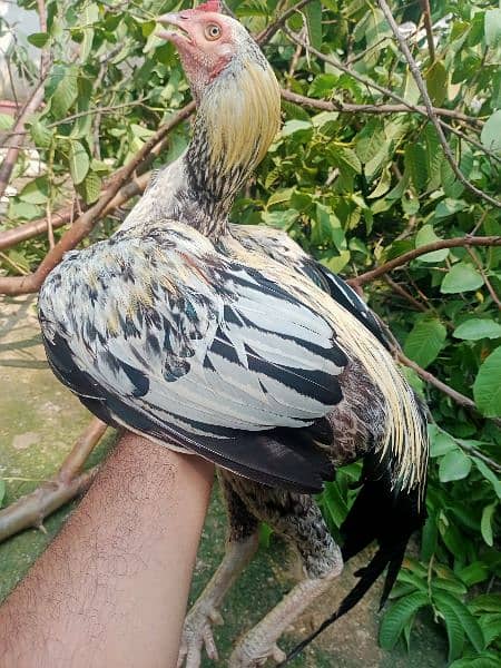 pure aseel rooster for sale 5