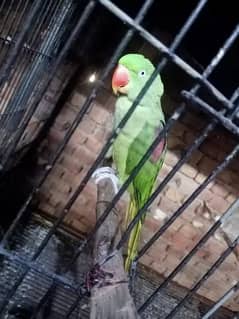 raw parrot | green parrot | 2 pair for sale | breeder raw parrots