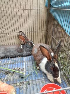 black and white rabbits pair exchange possible