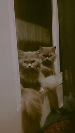 Persian Kittens |Smokey Grey pure white| Triple Coated |Punch face|