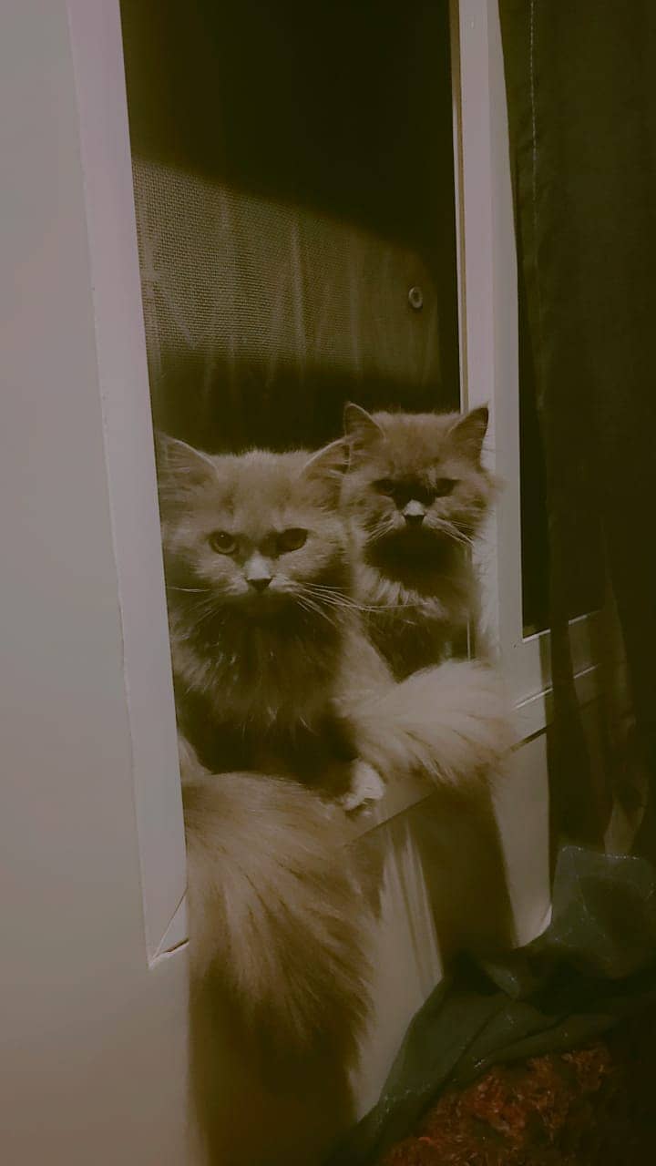 Persian Kittens |Smokey Grey pure white| Triple Coated |Punch face| 0