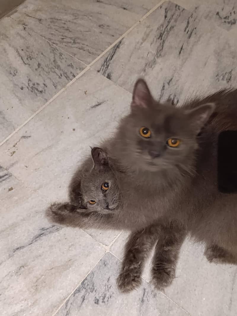 Persian Kittens |Smokey Grey pure white| Triple Coated |Punch face| 1