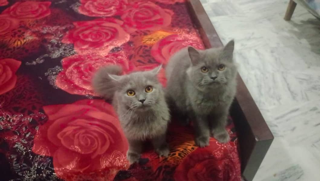 Persian Kittens |Smokey Grey pure white| Triple Coated |Punch face| 4