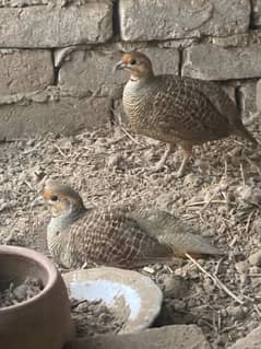 dakhni breeder pair for sale