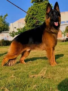 German Shepherd Male Long Coat dog For Sale