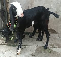 Goat | bakri | sheep | Breader | | بکری  | bakri for sale.