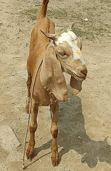 Goat | bakri | sheep | Breader | | بکری  | bakri for sale. 1