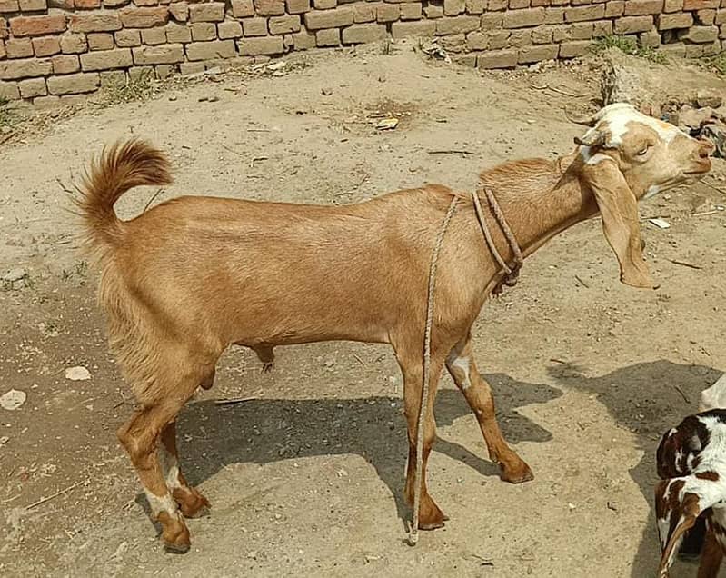 Goat | bakri | sheep | Breader | | بکری  | bakri for sale. 3