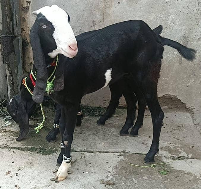 Goat | bakri | sheep | Breader | | بکری  | bakri for sale. 5