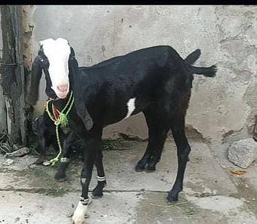 Goat | bakri | sheep | Breader | | بکری  | bakri for sale. 6