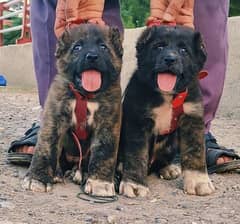 Bhagwan Kuchi pair 2 months for sale 0