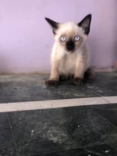 pure Siamese breed