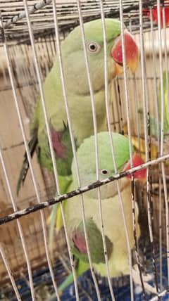 Alexandrine Parakeet Pair