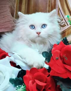 tripple coat persian cat available for adoption