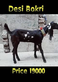 Desi Bakri